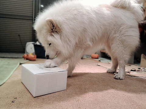 【モラタメ】ソイ プロテイン グラノラバー_c0062832_02184610.gif