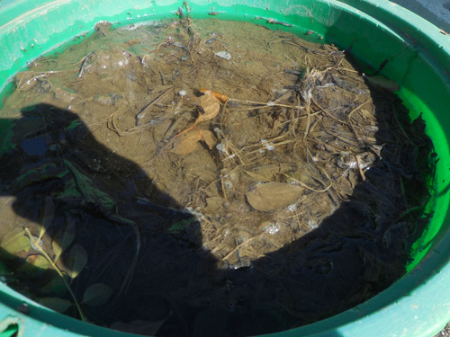 蓮と睡蓮の植え替え 花めだか だって おばちゃんだもん