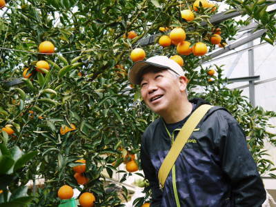 究極の柑橘『せとか』　お待たせしました！本日、令和4年の初出荷！収穫の様子を現地取材！（前編） _a0254656_18141070.jpg