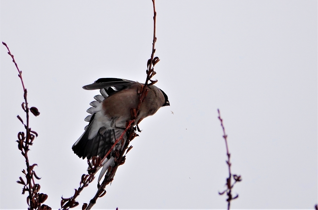 本日見かけた野鳥3種_a0399963_23045342.jpg