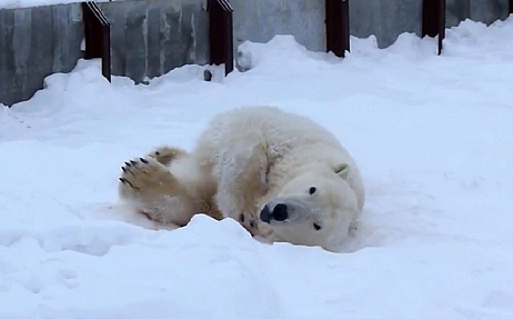 ロシア・西シベリア、ボリシェリェーチェ動物園で雪の感触を楽しむザバーヴァ (Забава)_a0151913_23031190.png