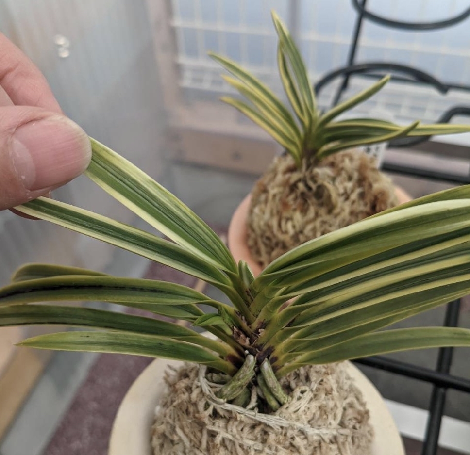 冬も美しい建白牡丹 : □ サムライ オーキッド □ 富貴蘭 セレクト