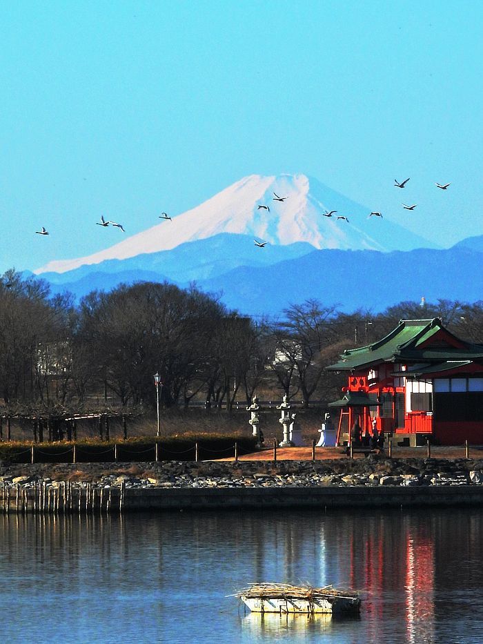 富士の高嶺に白鳥が舞う・・・２０２２年２月２６日多々良沼は快晴無風の絶好の真冬の朝だった。_a0031821_15102919.jpg