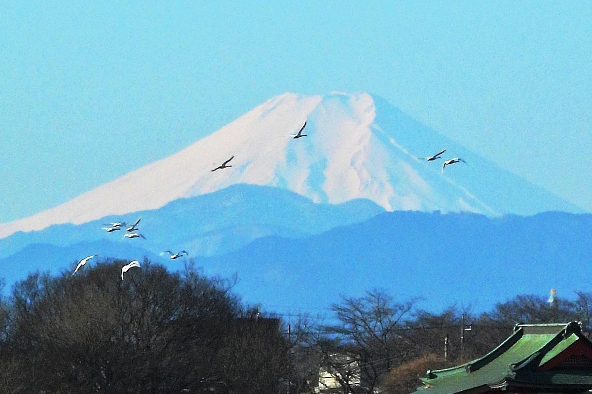 富士の高嶺に白鳥が舞う・・・２０２２年２月２６日多々良沼は快晴無風の絶好の真冬の朝だった。_a0031821_15285163.jpg