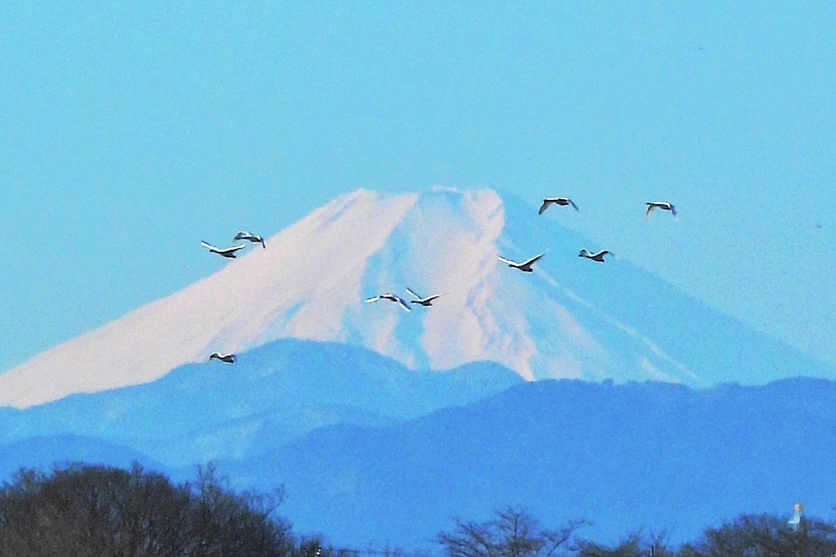 富士の高嶺に白鳥が舞う・・・２０２２年２月２６日多々良沼は快晴無風の絶好の真冬の朝だった。_a0031821_15305972.jpg