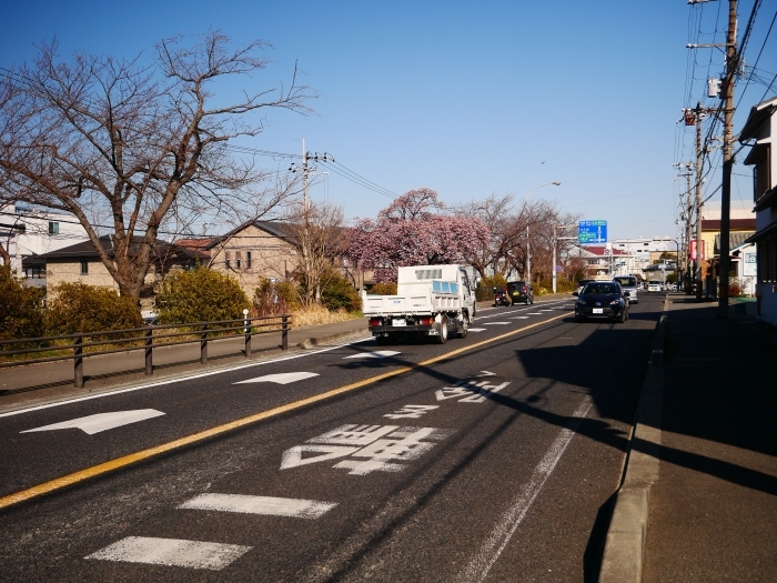 　　早咲き桜　　２０２２-０２-２８　００：００ 　_b0093754_17240303.jpg