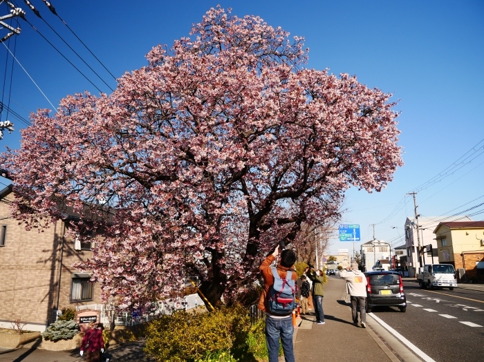 　　早咲き桜　　２０２２-０２-２８　００：００ 　_b0093754_17241629.jpg