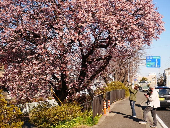 　　早咲き桜　　２０２２-０２-２８　００：００ 　_b0093754_17245366.jpg