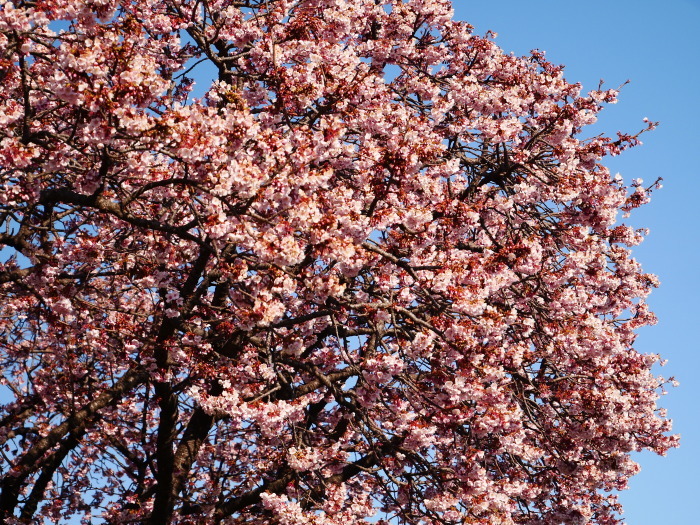 　　早咲き桜　　２０２２-０２-２８　００：００ 　_b0093754_17251508.jpg