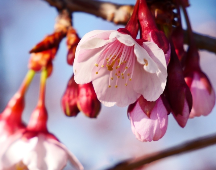 　　早咲き桜　　２０２２-０２-２８　００：００ 　_b0093754_17252659.jpg