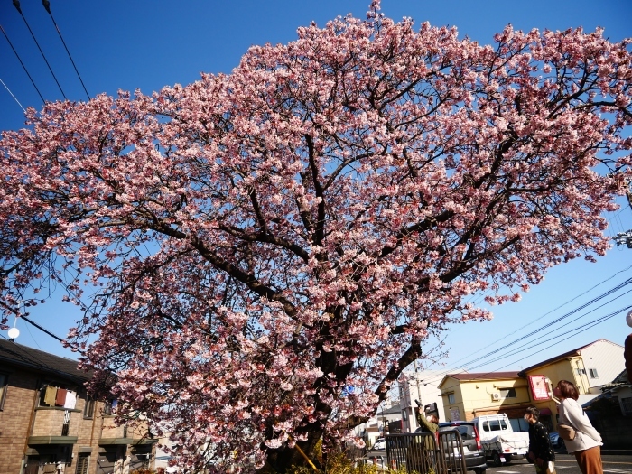 　　早咲き桜　　２０２２-０２-２８　００：００ 　_b0093754_17253657.jpg