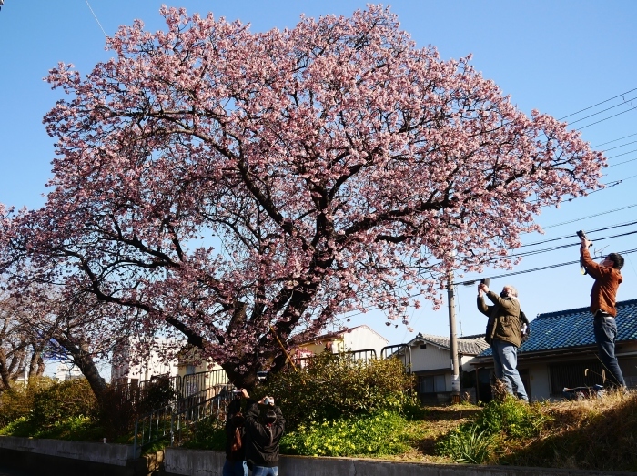 　　早咲き桜　　２０２２-０２-２８　００：００ 　_b0093754_17260086.jpg