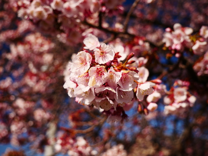 　　早咲き桜　　２０２２-０２-２８　００：００ 　_b0093754_17583725.jpg