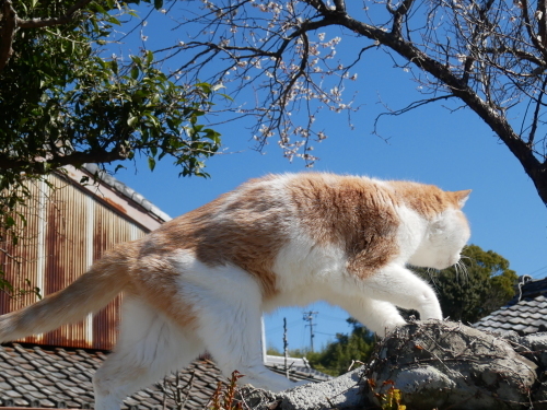 春の日差しに誘われて_f0054677_09132464.jpg