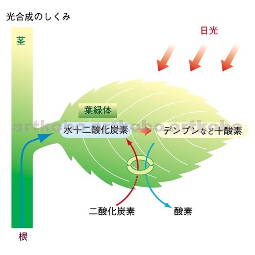 植物はなぜ緑色をしているのか ５７５筆まか勢