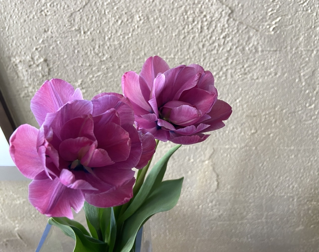 お花の綺麗な季節_b0018004_11535158.jpeg