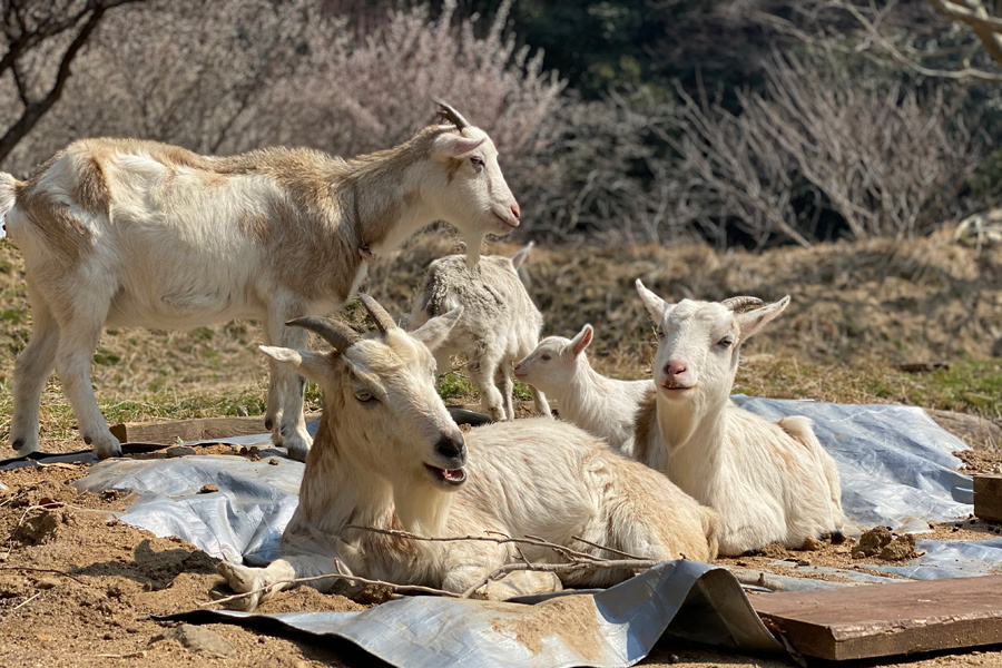NO FOOD NO LIFE ✖️ Agricultural HOUSE_e0029115_10375316.jpg
