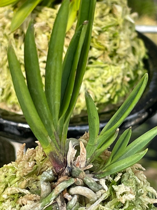 富貴蘭「ミドリマキバオー」（大小7本株立ち） 富貴蘭「ミドリマキバオー」（大小7本株立ち） 富貴蘭「ミドリ