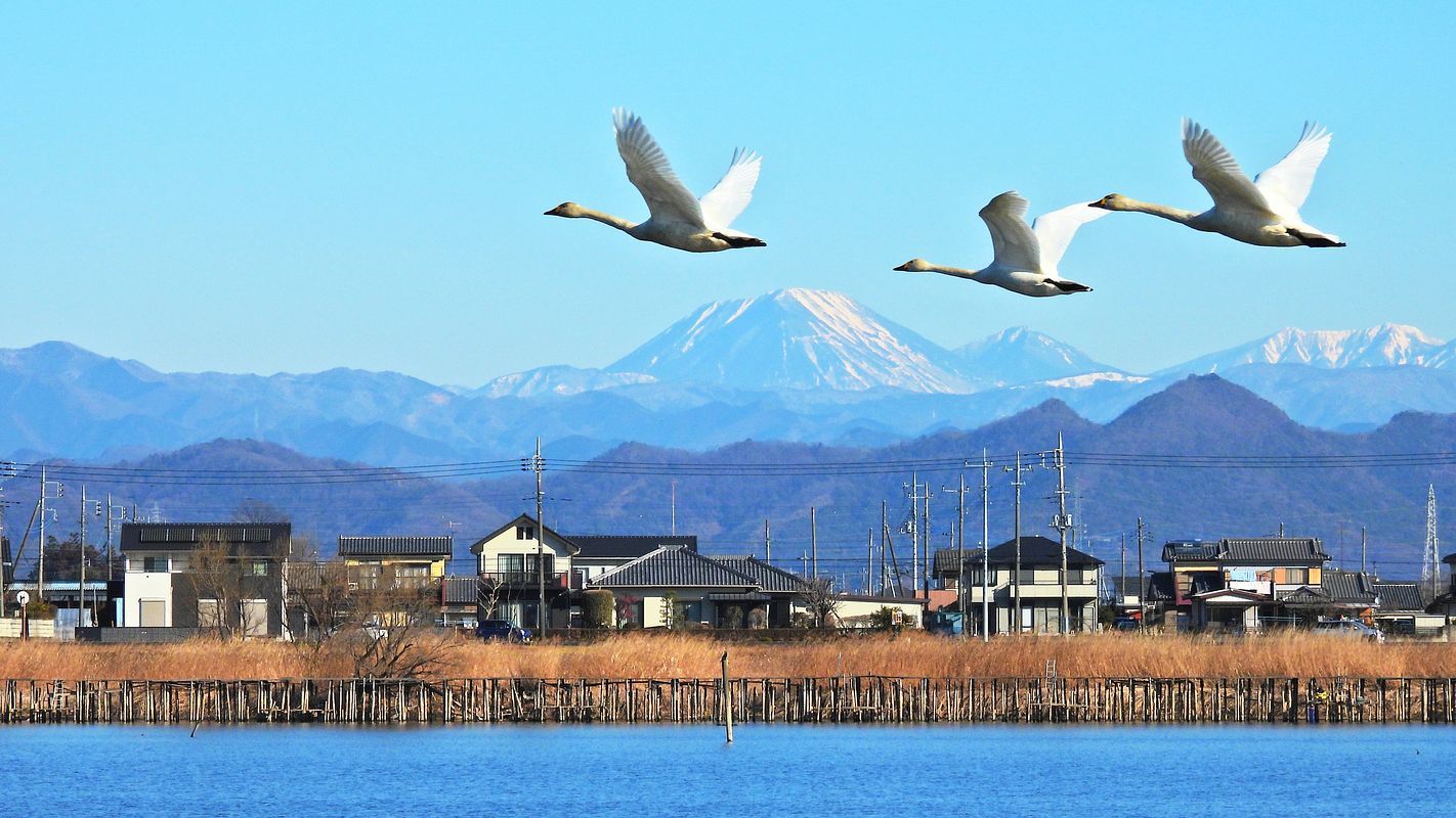 白鳥男体山を飛ぶの図_a0031821_14012705.jpg