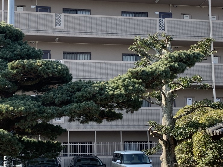 庭木 松販売~五葉松門下ぶり 販売のご案内 : 園芸のいのうえ屋 庭木 松販売~五葉松門下ぶり 販売のご案内 : 園芸のいのうえ屋