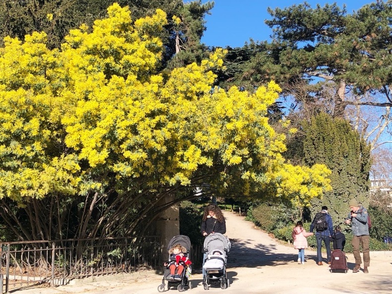 パリ植物園のミモザの黄色と青い空_a0231632_00314228.jpeg