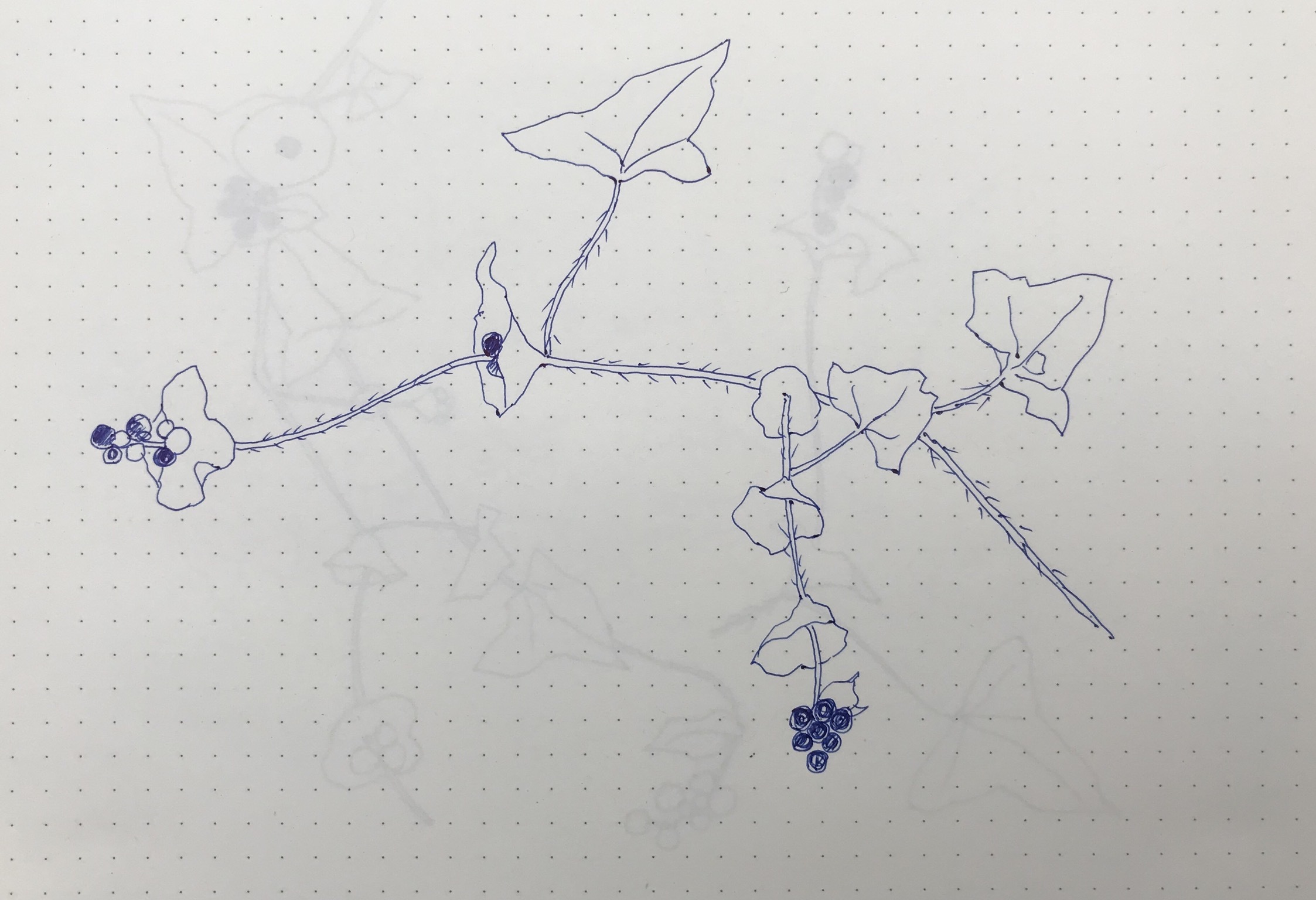 梅の花が咲き出した_d0101846_07382313.jpeg