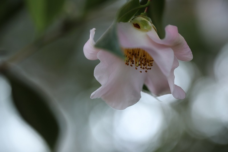 椿の季節 花回廊 金沢