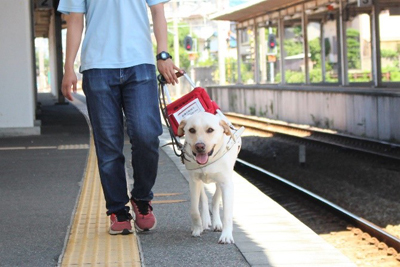 盲導犬_b0299052_12004415.jpg