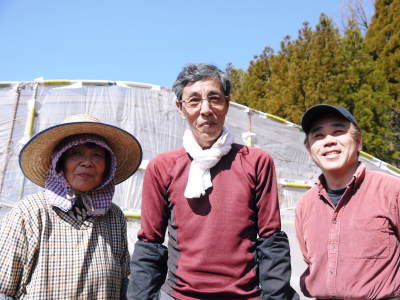 熊本産大津甘藷(サツマイモ)大好評販売中! 令和4年の栽培スタート!種まきの様子を現地取材(後編) _a0254656_17341666.jpg
