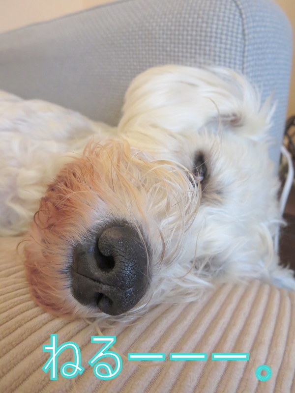 ひげ焼けが教えてくれたこと おぽログ ひげ焼けが教えてくれたこと おぽログ