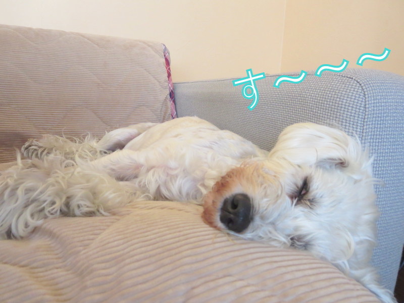 ひげ焼けが教えてくれたこと おぽログ ひげ焼けが教えてくれたこと おぽログ