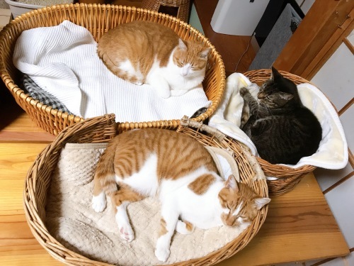 模様替えでリフレッシュ_f0054677_09070519.jpg