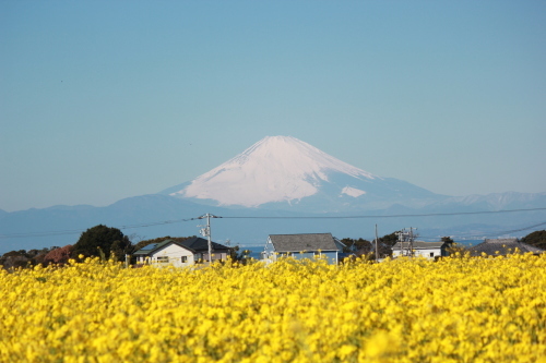 菜の花と富士山 ソレイユの丘 神奈川県横須賀市 モンスーンの食卓日記 菜の花と富士山 ソレイユの丘 神奈川県横須賀市 モンスーンの食卓日記