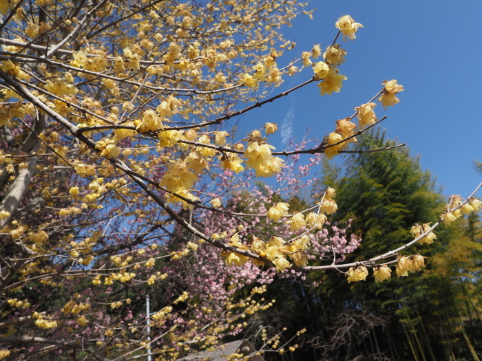 蝋梅と梅の花_c0116915_23171594.jpg