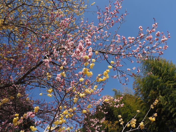 蝋梅と梅の花_c0116915_23174290.jpg