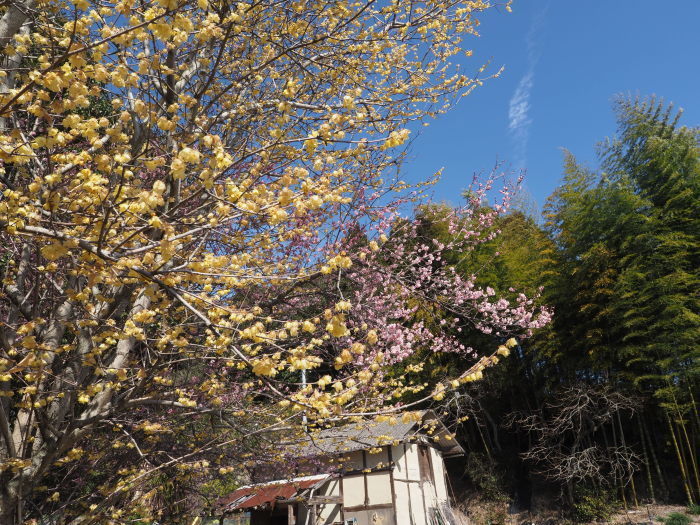 蝋梅と梅の花_c0116915_23192406.jpg