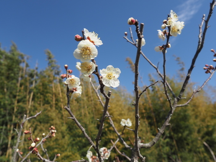 蝋梅と梅の花_c0116915_23201434.jpg