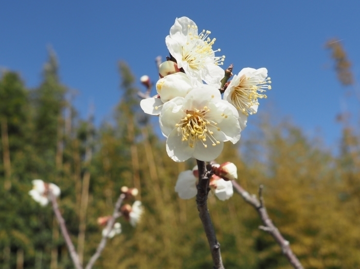 蝋梅と梅の花_c0116915_23205657.jpg