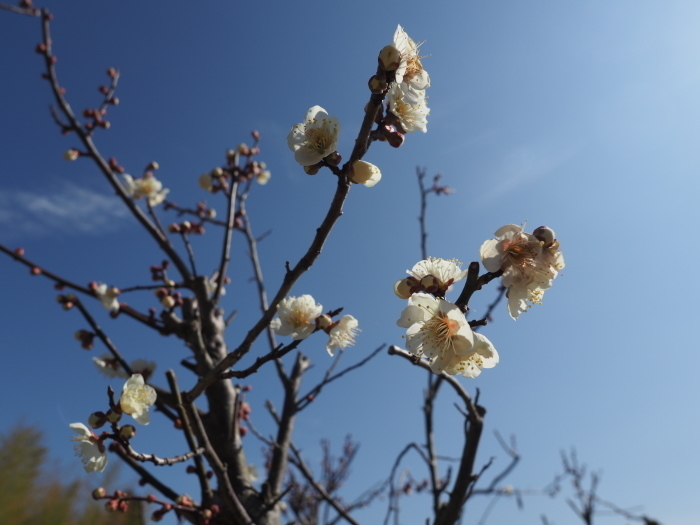 蝋梅と梅の花_c0116915_23211554.jpg