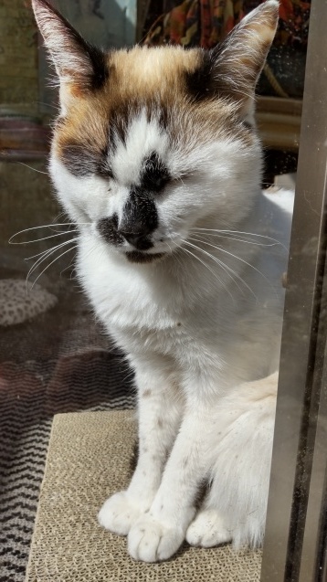 春の猫_c0155326_15020940.jpg