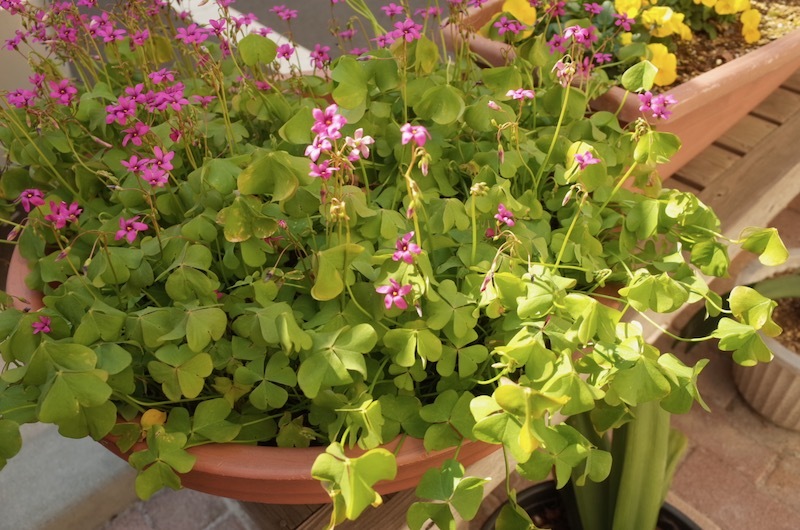 カタバミは庭の敵だと思っていたところ もるとゆらじお