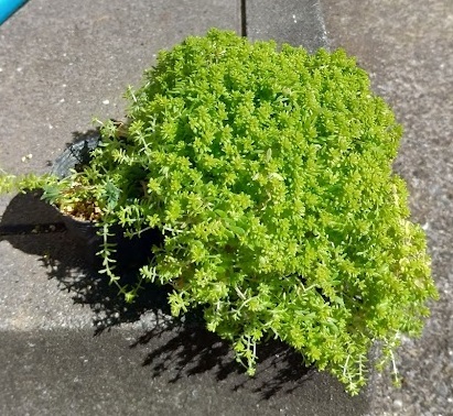 増えすぎたセダム リメ缶に多肉植物を植え替え 風恋華diary