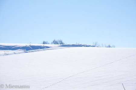 雪原と足跡～2月の美瑛_d0340565_19430441.jpg
