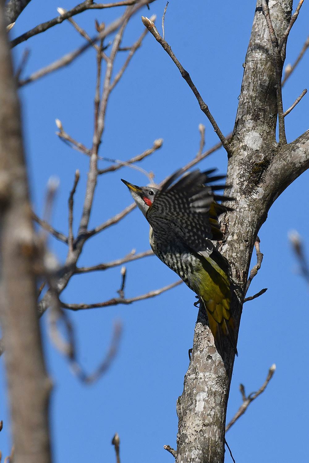 金剛山 アオゲラ 前篇 阪南カワセミ 野鳥と自然の物語 日本の蝶 蝶と自然の物語 金剛山 アオゲラ 前篇 阪南カワセミ 野鳥と自然の物語 日本の蝶 蝶と自然の物語