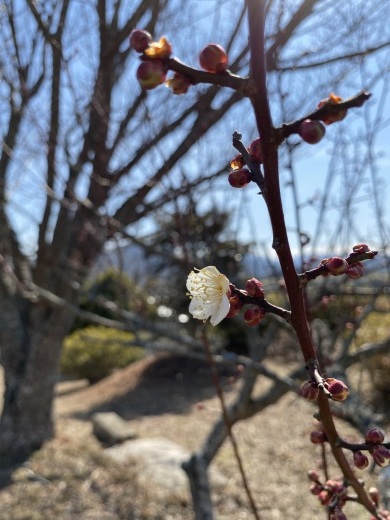 ようやく咲いた裏山の梅の花_c0334574_18491126.jpeg