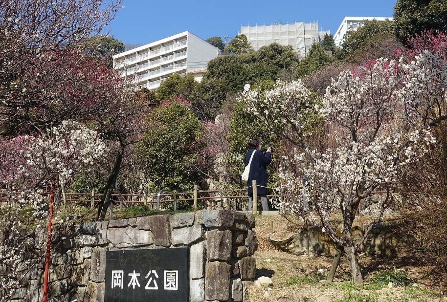 品種が多い岡本梅林公園　ウメの花ようやく見ごろに_d0136382_15251468.jpg