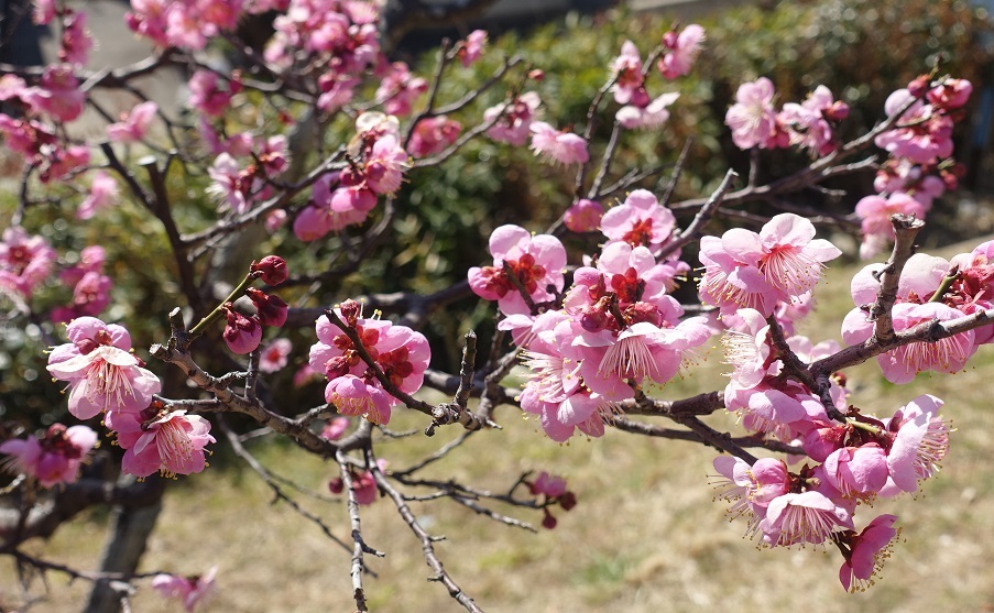 品種が多い岡本梅林公園　ウメの花ようやく見ごろに_d0136382_15303022.jpg