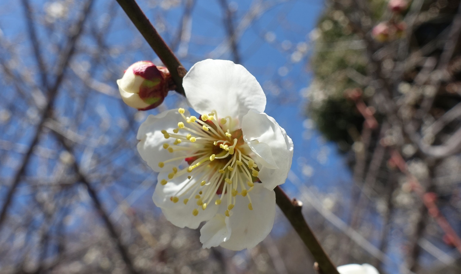 品種が多い岡本梅林公園　ウメの花ようやく見ごろに_d0136382_15315483.jpg