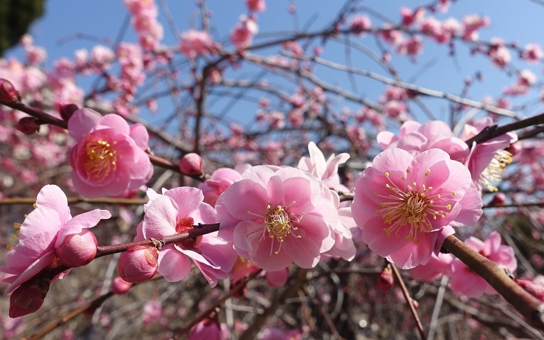 品種が多い岡本梅林公園　ウメの花ようやく見ごろに_d0136382_15332096.jpg