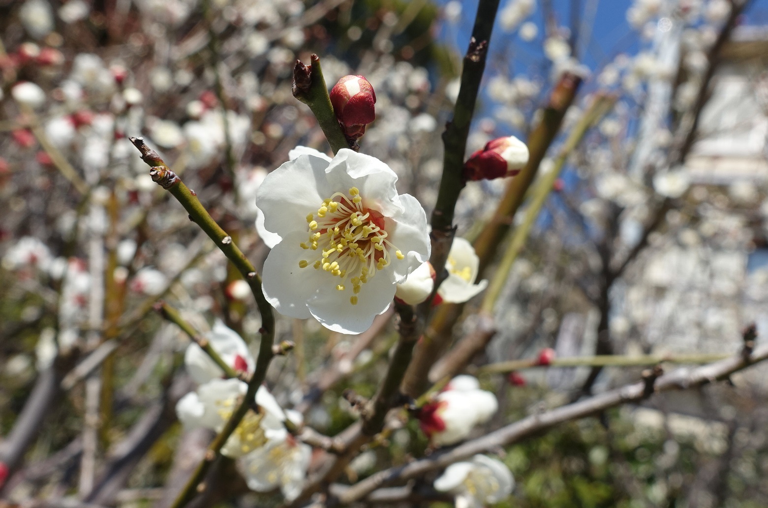 品種が多い岡本梅林公園　ウメの花ようやく見ごろに_d0136382_15334165.jpg